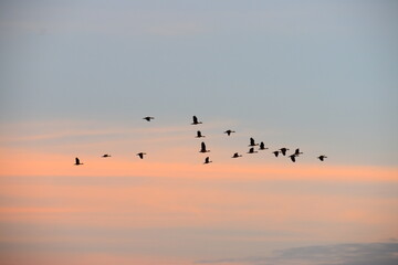 birds on sunset
