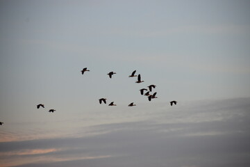 birds in the sky