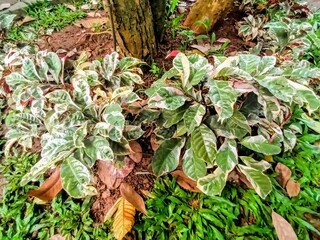 Croton or croton, this plant is very popular as an ornamental plant © Zairul
