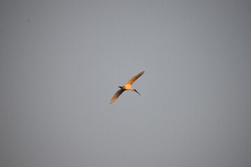flying birds in flight