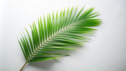Obraz premium Close-up of a single palm tree branch with fronds and leaves on a background, palm tree branch