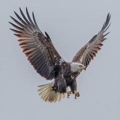 Obraz premium Majestic Bald Eagle in Flight Wings Spread Wide Bird of Prey Soaring