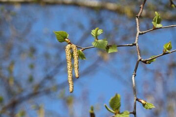 春　シラカバの雄しべ