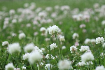 シロツメクサの白い花