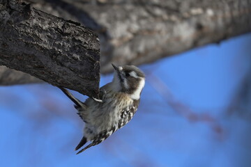木のとまるコガラ