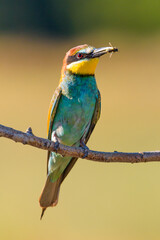 A European Bee-eater with Prey