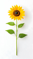 Fototapeta premium Single sunflower against white background, still life, nature