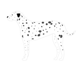 Dalmatian isolated on white background. Purebred dog drawn illustration, vector flat design eps 10