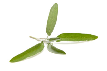 A single stem of sage with three vibrant green leaves, soft textures, and natural details, isolated on a white background