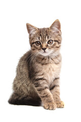 Cute tabby kitten sitting with perked ears and large, curious eyes. Its fluffy striped fur, delicate whiskers, and calm posture convey innocence and curiosity