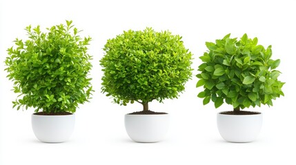 Flourishing indoor greenery, three potted plants enhance interior space with natural beauty