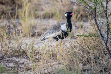 Northern black korhaan on sweet grassveld on lime countryside, near Sueda waterhole, Etosha, Namibia