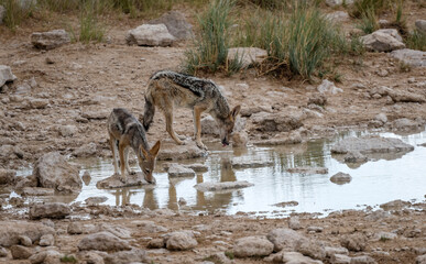 two Blackbacked jackals drinking at Salvadora waterhole, Etosha, Namibia