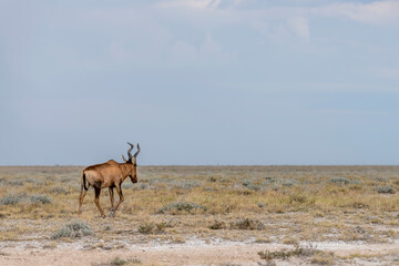 Red hartebeest on sweet grassveld on lime countryside, near Sueda waterhole, Etosha, Namibia