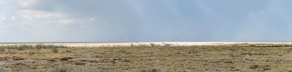 sweet grassveld on lime countryside and Etosha pan, near Sueda waterhole, Namibia