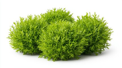 Fototapeta premium Vibrant green shrub isolated on white, a stunning display of natural elegance and beauty