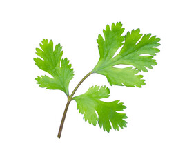 Fresh coriander lesf isolated on white background