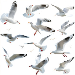 Fototapeta premium seagulls isolated on white background