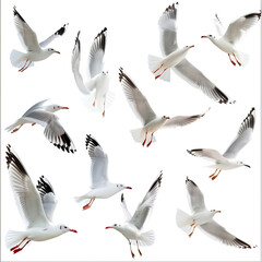 Fototapeta premium Seagulls in Flight Isolated on White Background