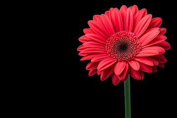Close-up vibrant red gerbera flower on black background, studio shot, floral still life, high-quality image