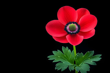 Close-up Red Flower Against Black Background