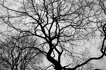 The photo shows a silhouette of a tree and branches without leaves on a gray background