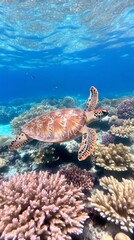Fototapeta premium Beautiful Green Sea Turtle Swimming Over Vibrant Coral Reef in Crystal Clear Tropical Waters with Coral Formations, Underwater Nature
