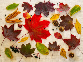autumn leaves background