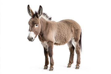 Fototapeta premium A brown donkey stands gracefully against a white background, showcasing its soft fur. isolated on white background.