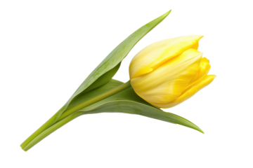 Vibrant yellow tulip flower on a white background, symbolizing beauty and renewal., transparent background.