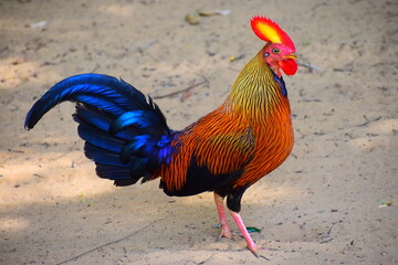 Amazing Wild Life of Sri Lanka