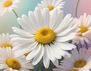 Fototapeta premium daisies on color background