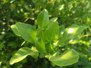Green leaf 
