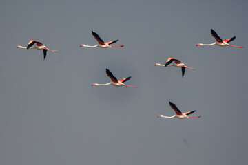 Majestic Greater Flamingos Soaring Over Little Rann of Kutch