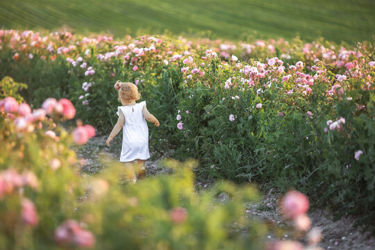 Little girl 2-3 years old toddler blonde in white dress running through field of roses in summer rear view. activity in nature. useful pastime. Harmonious development of the child. Ability to walk