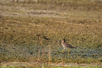White-Tailed Lapwing by Shallow Water at Little Rann of Kutch