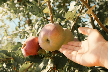 Man hand picking an apple. Farmer picking up apples in fruit orchard