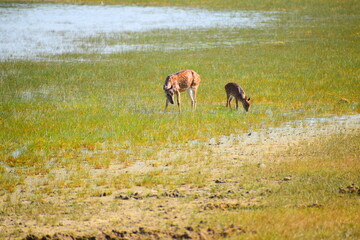 Amazing Wildlife of Sri Lanka