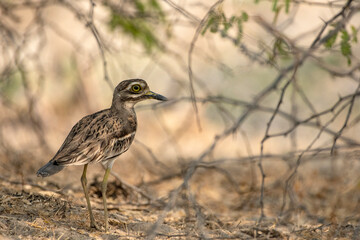 Great Indian Thick-Knee Bird in the Wild at Little Rann of Kutch