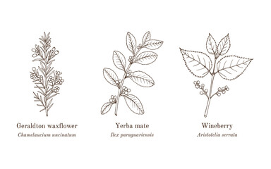 Collection of edible and medicinal plants