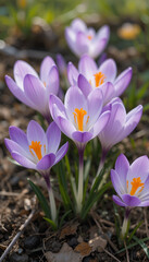 crocuses blooming in spring. Purple, white, and yellow flowers with bright orange stamens create a harmonious composition against a background of earth and greenery.