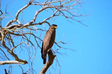 Amazing Wild Life of Sri Lanka