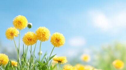 Obraz premium Yellow flowers sunny meadow spring sky