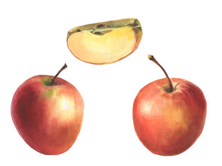 Watercolor set of red apple. Realistic fruits, half, slice, botanical watercolor illustrations. Artwork Sweet food or juice for label design.