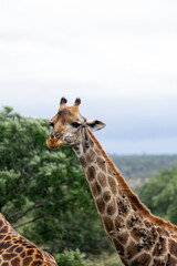 Sick giraffe with growths on neck side view. Animal in the wild nature. South Africa, Kruger National park, savanna