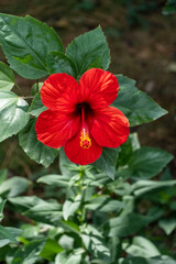 Bright big flower of Chinese hibiscus (Hibiscus rosa-sinensis), China rose or Hawaiian hibiscus, growing in landscape garden. Blurred background. Selective focus. Nature concept for design.