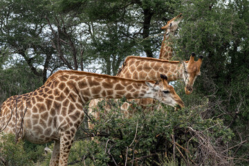 Three African giraffes eat leaves from a bush. animals in the wild nature, Travel destination Kruger National Park, South Africa safari, natural habitat