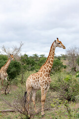 Two giraffes walks through the savannah in South Africa. Kruger National Park, safari, animal in natural habitat, wildlife