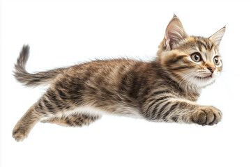 Fototapeta premium 跳躍するネコ