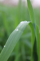 Morning Dew on Grass, rain drops on green leaf